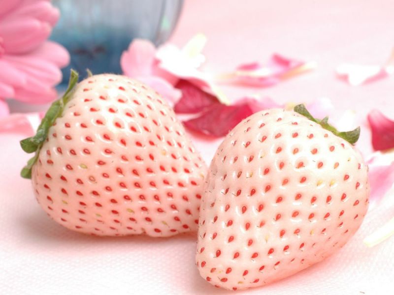 dâu trắng hatsukoi no kaori